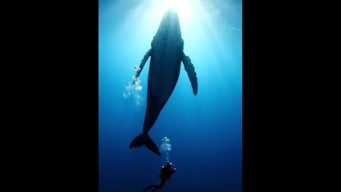 海贼王red剧场版在线观看 - 深蓝星球：探索海洋深处的未知世界